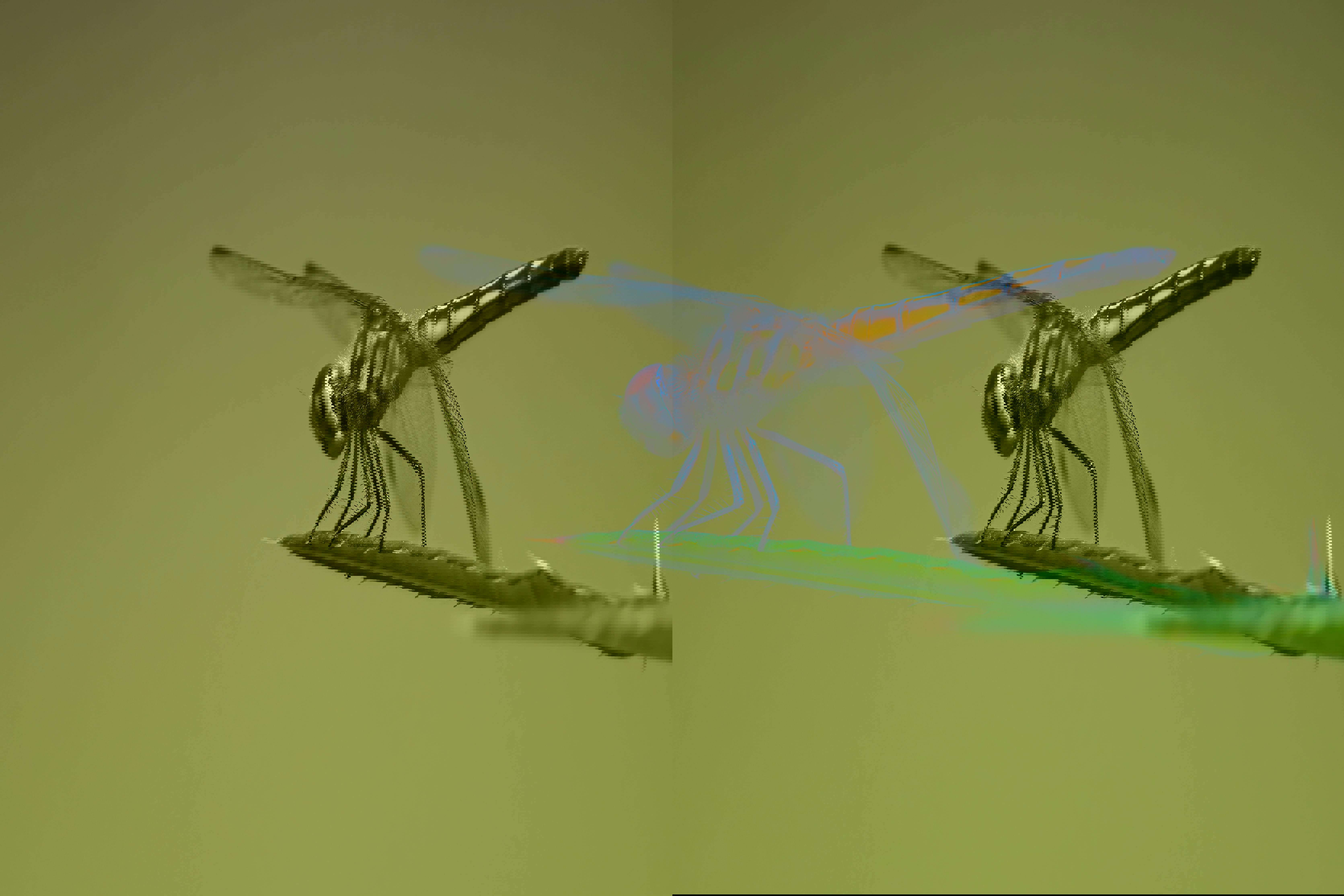 Hvordan spotter du en falsk profil?