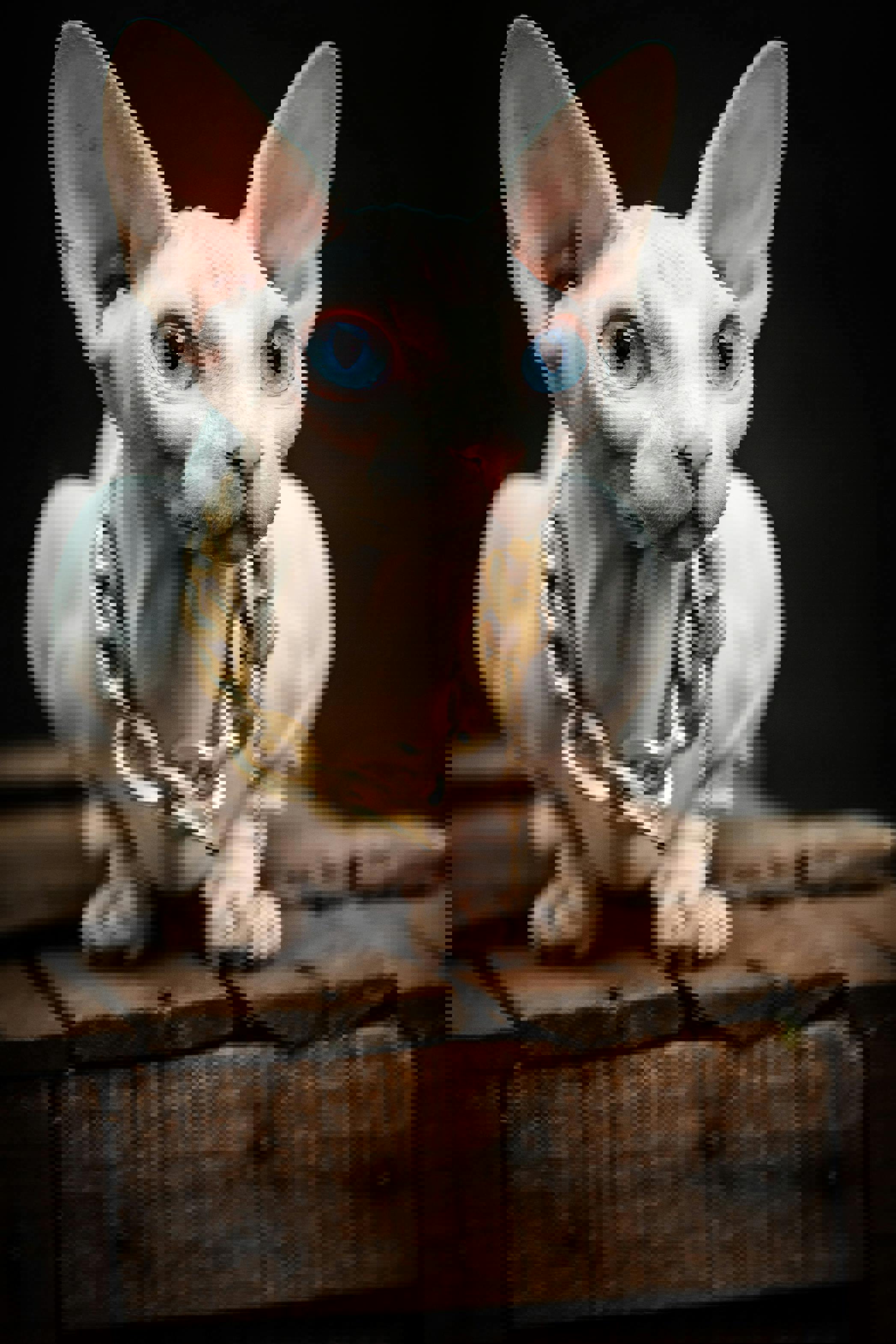 Hvordan ved du, om nogen kun leder efter opmærksomhed?